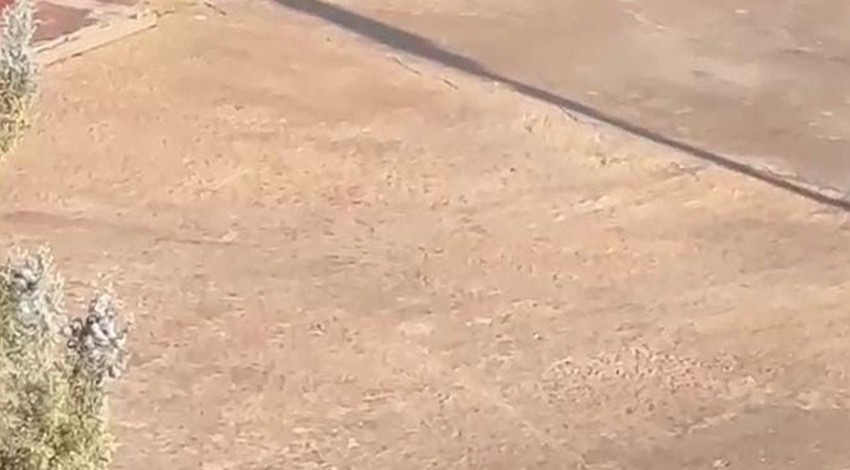 Doğanın vahşi canlısı susayınca ilçe merkezine kadar indi! Tavuklar tarafından kovalanan vahşi hayvan çaresiz uzaklaştı