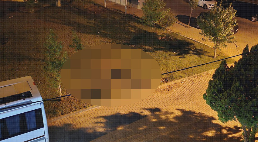 Muğla'da ormanlık alandan çıkıp turistik ilçeye kadar geldiler. Aç kalan canlılar, sürü halinde şehir merkezinde görüntülendi