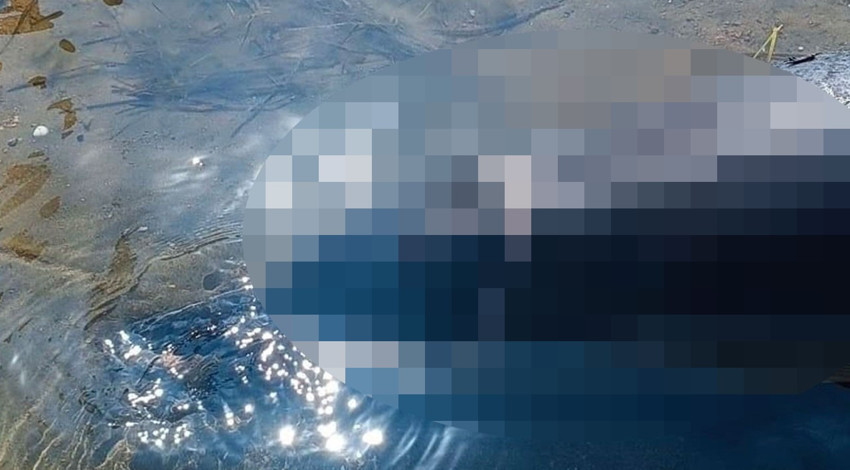 Balıkesir'in turistik ilçesinde sahilde karaya vurduğunu görenler hayrete düştü. Acilen belediye ekiplerine haber verildi