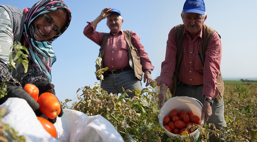 Bursa'da 600 bin TL zararı olan çiftçi sosyal medyada çağrı yaptı! Vatandaşlar domatesleri çuval çuval bedava aldı