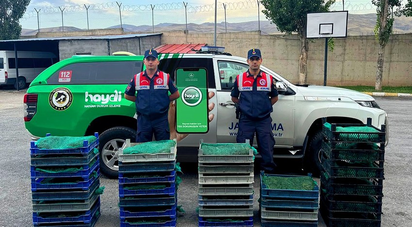 Ağrı'da bir araca canlı kurbağa operasyonu! 300 kilo ele geçirildi