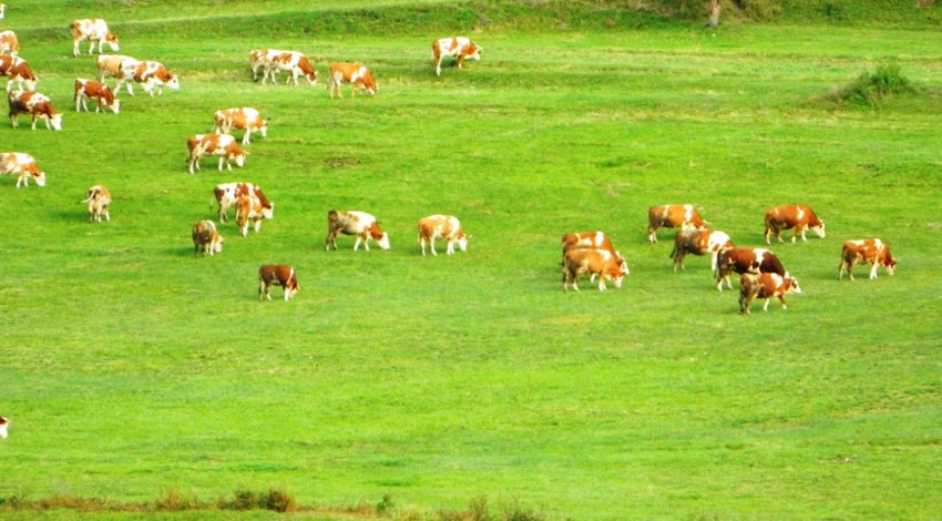 Türkiye'nin en soğuk bölgelerinden biri olan Posof'ta bahar havası yaşanıyor