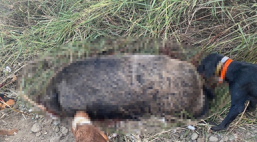 Manisa'da avcıların 300 kiloluk devasa avı! Çiftçilerin korkulu rüyası olan canlıyı avladılar