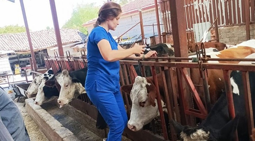 Afyonkarahisar'da aşılama çalışması! Büyükbaşlarda yüzde 100 bulaşıcı olan hastalıkla mücadele sürüyor