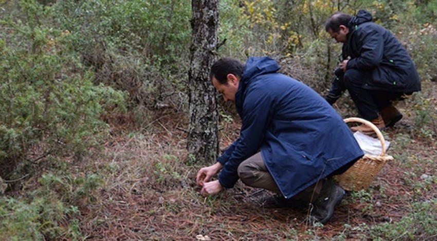 Havalar soğudu onun mevsimi geldi! Herkes onun için ormanlara koşuyor