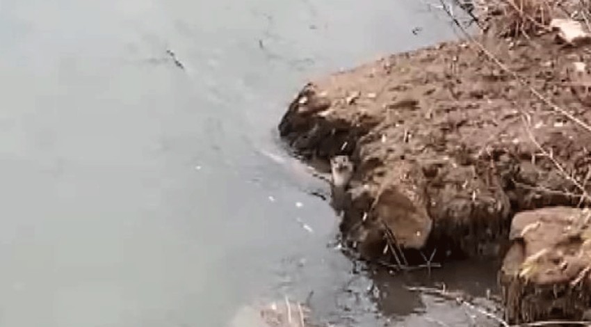 Doğa koruma birliği tarafından zırh gibi korunuyor. Sayısı 0'a giden hayvan Tunceli'de ortaya çıktı