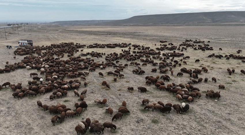 5000 tane koyun, 3 aydan bu yana yoldaydı. Ağrı, Van, Erzurum ve Kars'ı gezdiler. Büyük ölüm tehlikesi sonrası acil köye dönüş yapıldı