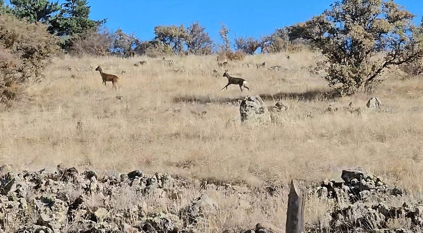 Kızılcahamam'da arazide seyahat eden doğa fotoğrafçısı gördü. Hemen 2'sini fotoğrafladı