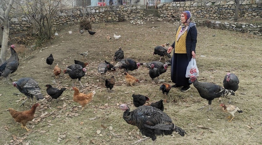 Batman'da 60 yaşındaki kadın, sabah hindi ve tavuklarının olduğu kümese girince şok edici manzarayla karşılaştı