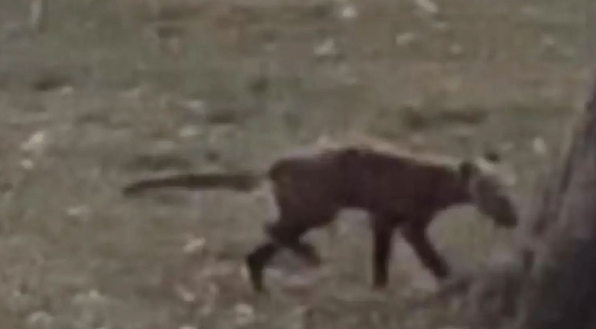 Parkta bebek arabasında çocuklarını gezdiren 2 kadın tarafından fark edildi. Kadınlar o yaratığı görünce çığlığı bastı. Bölge kontrol altına alındı