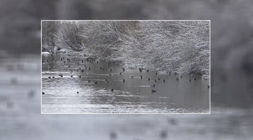 Kars'ta 100'lercesi kar bastırınca bir anda ortaya çıktı. Her biri bir diğer taraftan fırladı