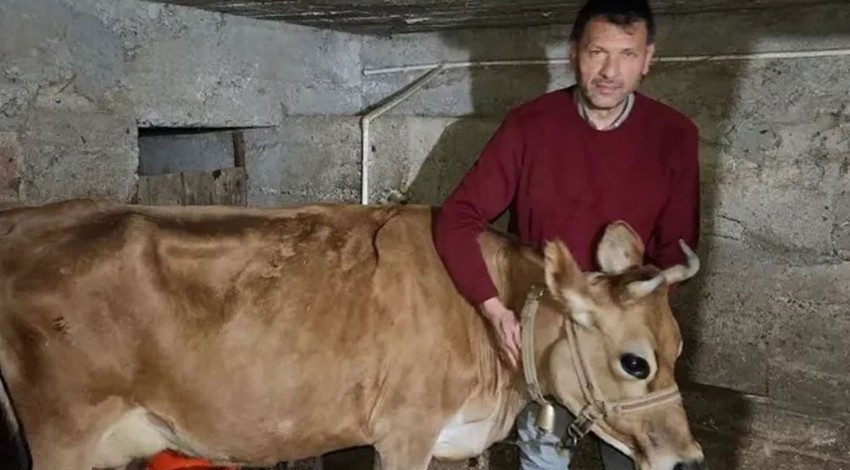 Ordulu vatandaş, ahırına girip 4 yaşındaki ineğine baktığında gözlerine inanamadı. Acil çağrılan veteriner inceleme sonrası korkunç nedeni söyledi