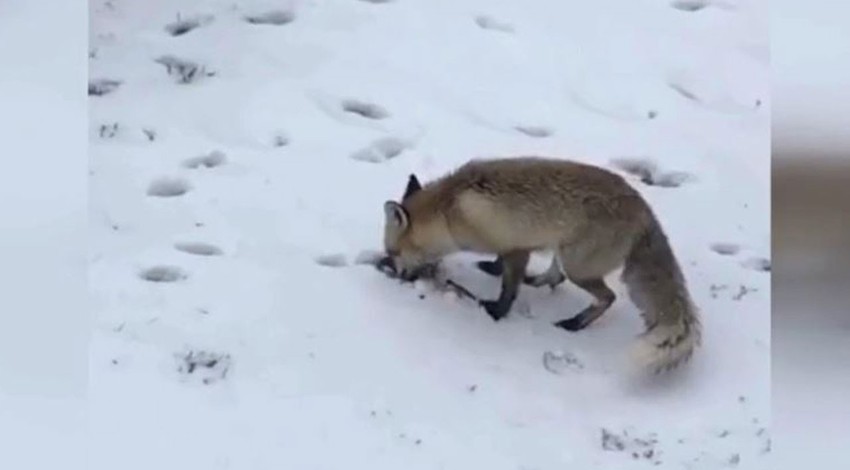 Bolu'da bir hayvanın karı kazarak yaptığı hareket görenleri şaşkına çevirdi. Bahçeye ekmek bırakmışlardı