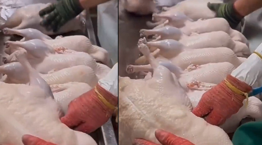 Tam 16 tane tavuğu kameranın önünde teker teker şişirdi. Yazıklar olsun size