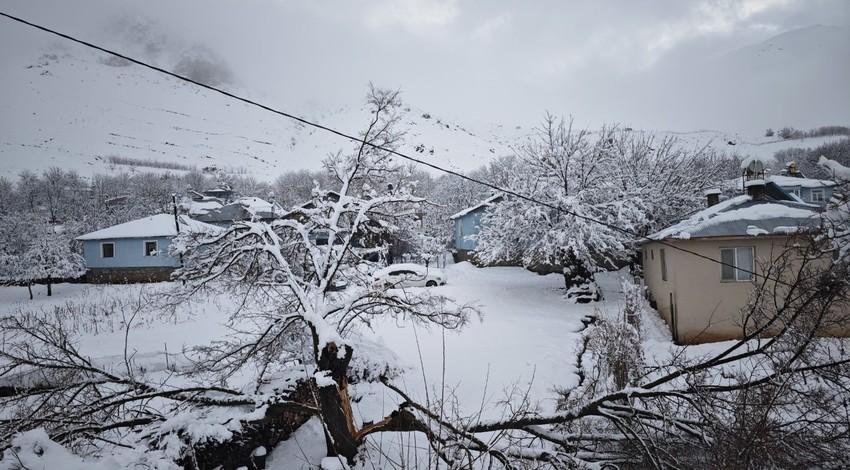 Elazığ'da kar yağışına ağaçlar bile dayanamadı. Tek tek devrildi