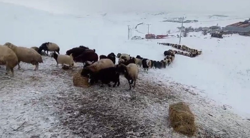 Bitlis'te 2 gündür aralıksız devam ediyordu. 2 bin 150 rakımlı yaylada zorlu mesai sürüyor