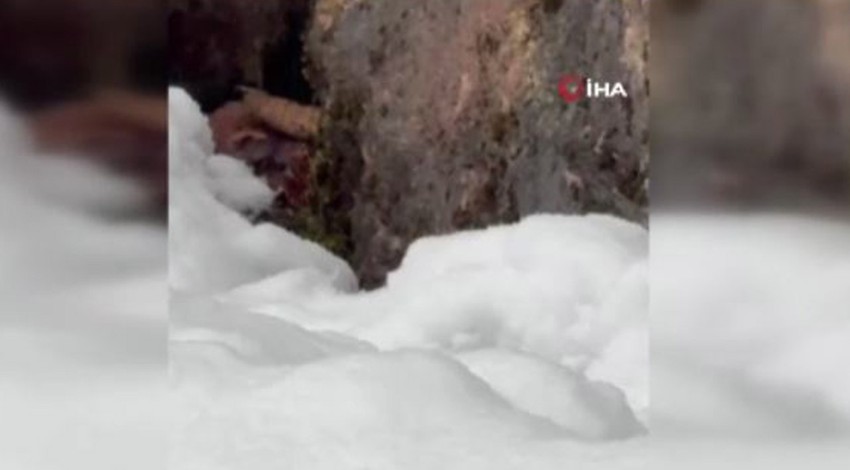Sinop'ta kahverengi katil kendisini gösterdi... Çok hızlı hareket ettiği için 1 kez görüldü. Dünyanın en tehlikeli hayvanı