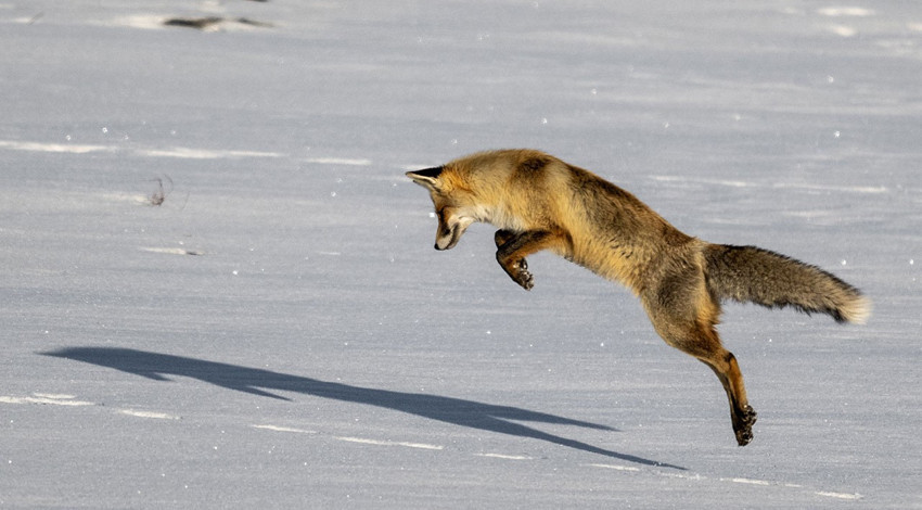 Kars'ta yerin altındaki hayvanı saniyede fark etti, kafasını direkt kara daldırdı