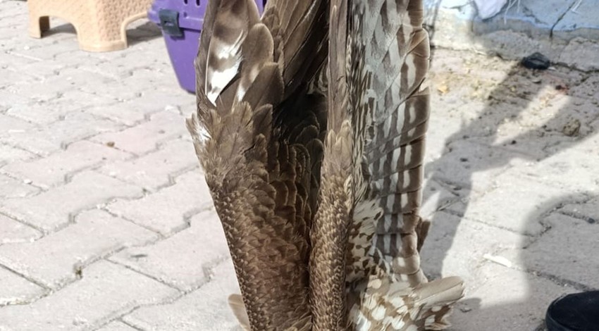 Karaman'dan gelen haberden sonra geldi. Bu kez de kanatlı yırtıcı, Niğde'de yaralı halde bulundu. Hemen koruma altına alındı