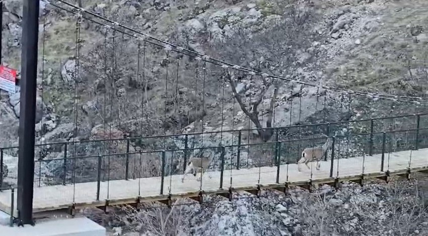 Tunceli'yi mesken tutan nesli tükenme tehdidi altındaki nadir canlılar, bu kez asma köprüde kameraya yakalandı