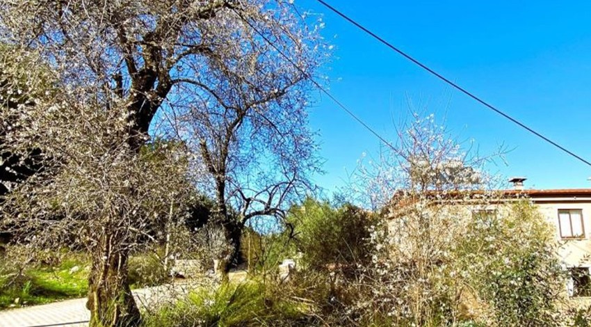 Muğla'da erik ağacına doğru 1,2,3 adım atan vatandaş, gördüğü manzara ile yıkıldı. Türkiye'ye resmen felaket alameti haberi verdi