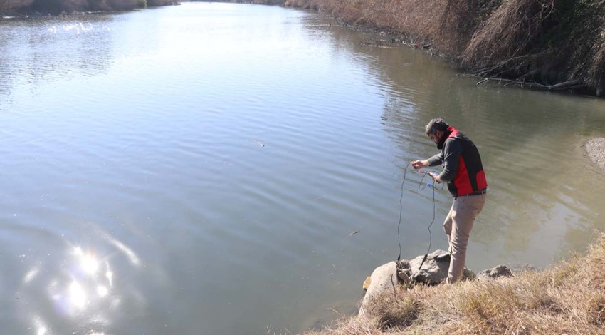 Adana'da Ceyhan Nehri'nde yüzlercesi kıyıya vurmuştu. İnceleme başlatıldı