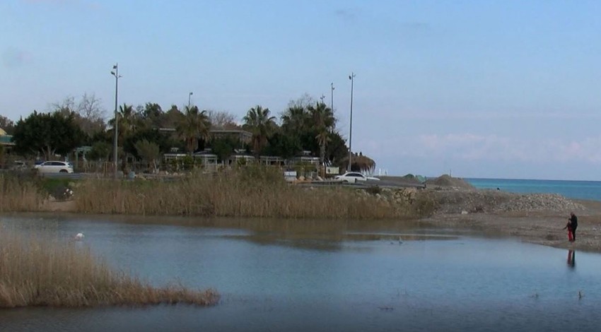 Antalya'da kışı geçirmek için geldi ama bu kez yapayalnızdı! Daima sürüsüyle göç eden canlı, şaşırttı. Son derece nadir bir durum