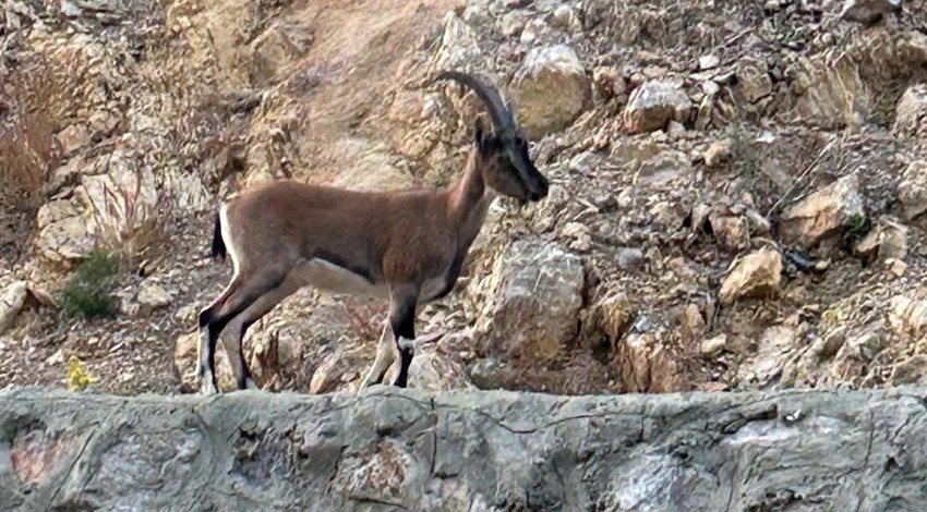 Antalya'da yaban keçisini katletti. 661 bin TL ceza yiyen adamın sözleri pes dedirtti