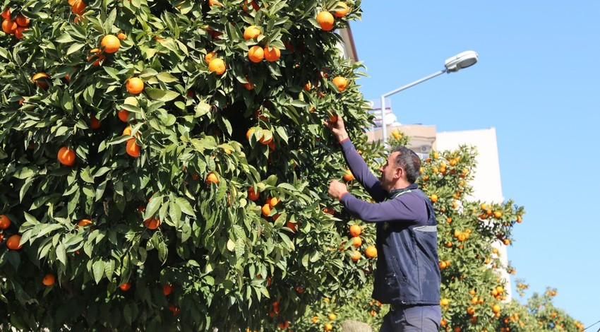 Aydın'da 100'lerce ton teker teker çürümeye terk edilecek. Hepsi simsiyah olduktan sonra yok olacak