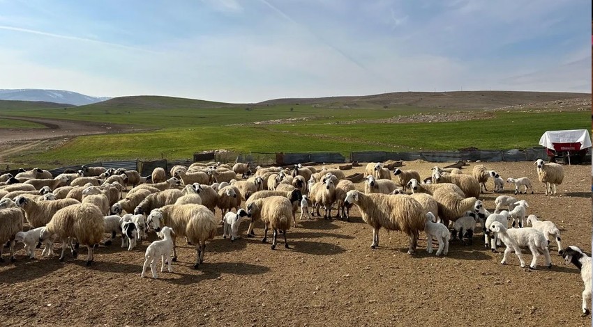 114 hayvan şüpheli şekilde ölmüştü! O il karantinaya alındı