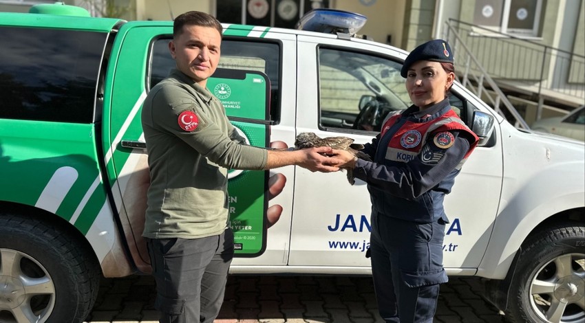 Aydın'da jandarma ekipler, yaralı ve bitkin halde bulundu. Tedavisi için yetkili ekiplere teslim edildi