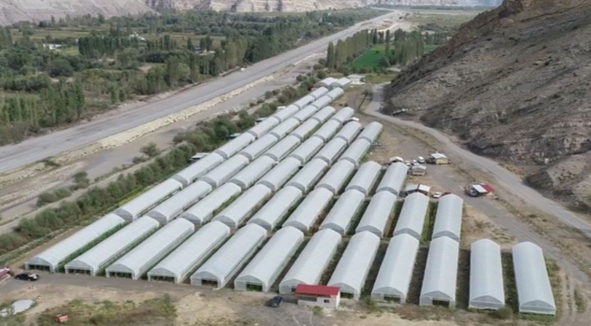 Erzurum'da 10'larca seranın içinde 2 milyondan fazlası üretildi. Toprakla buluşmak için bekliyorlar