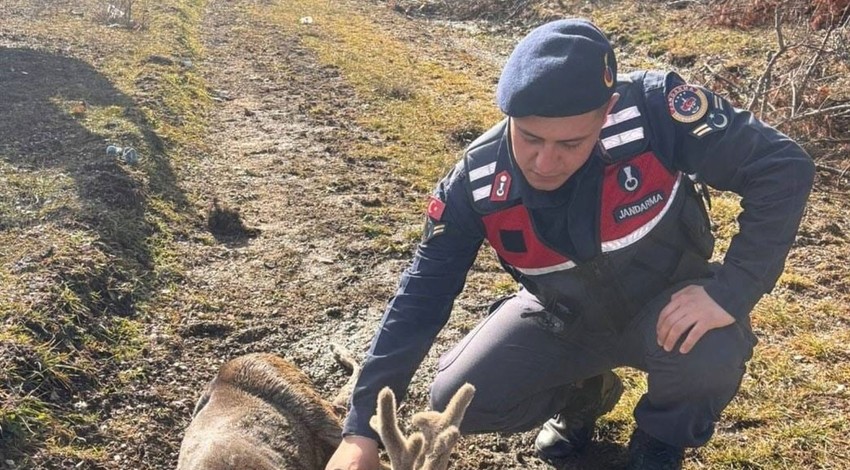 Kastamonu'da devriye atan jandarma ekibi yol kenarında gördü. Yaralı ve bitkindi. Hemen tedavi altına alındı