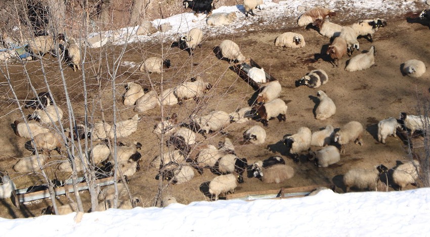 Hakkari'de 2 bin 500 rakımdan toplayıp koyunlar için teker teker köye indirdiler. Devletten tek 1 istekleri var