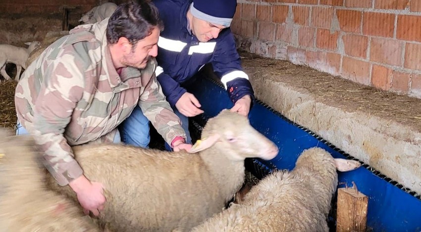 Kırklareli'de 1000'lerce koyun elden geçirildi. Hepsine aynı işlem yapıldı