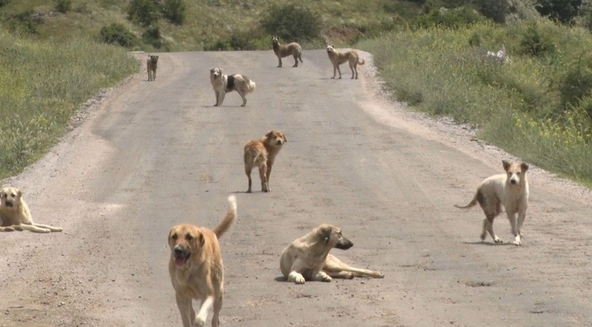 Köpek saldırısından kurtulan hamile kadın: "Köpek sesi duyduğumda çok korkuyorum, kulaklarımı kapatıyorum"