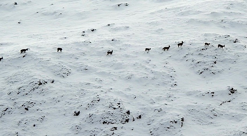 Erzincan ile Tunceli arasındaki platoda 130 kilometre uzunlukta batıdan doğuya uzanan Munzur Dağ'ında müthiş görüntü. O hayvan sürü ile harika manzara yarattı