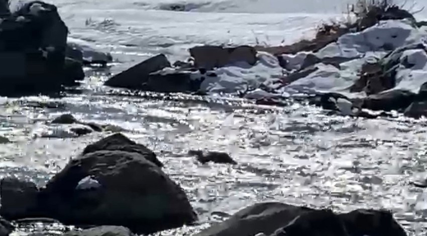 Hakkari'de derenin yanından geçerken ilk kez gördü. Hemen kayıt altına aldı. Koruma altındaki nadir canlı, yıllar sonra yeniden orada ortaya çıktı