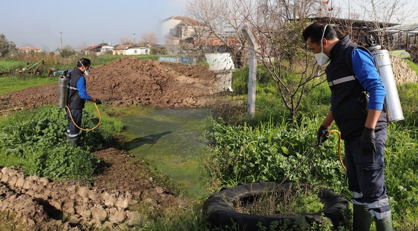 Aydın'da o hayvan yazın 1000'lerce ile Türkiye'de istilaya geçecekti. Ekipler daha yaz gelmeden hayvanı şimdilik yok etti