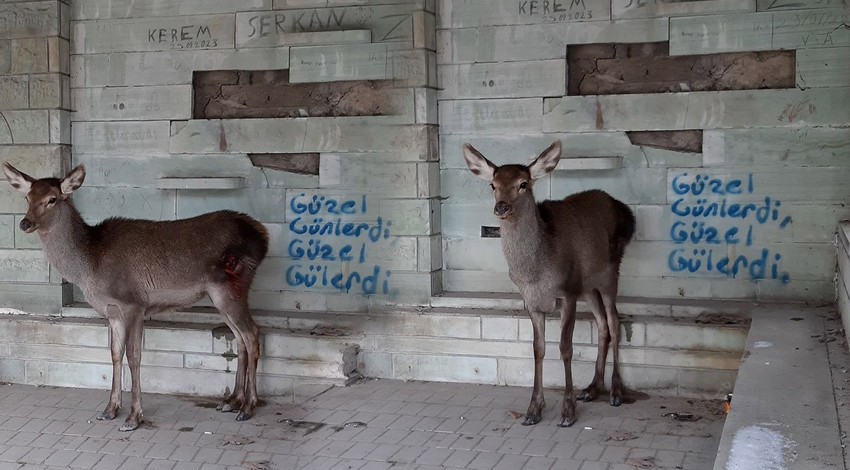 Bolu'da saldırıya uğradıktan sonra doğaya bırakılan hayvana 10 gün sonra gören resmi ekipler gözleriyle gördükleri manzaraya inanmadı