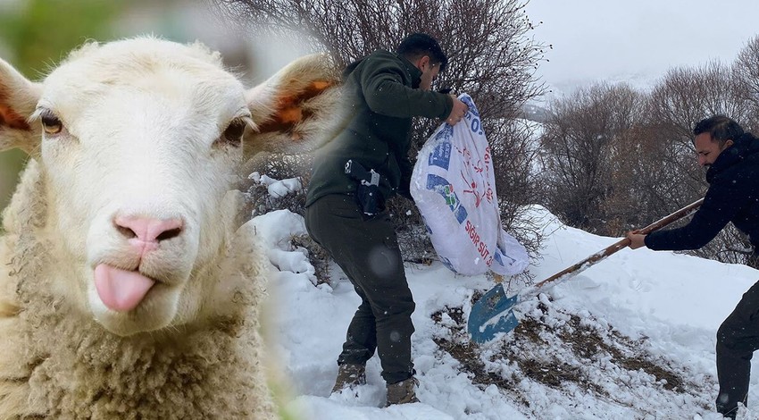 Malatya’da karda 150 kilogram yonca balyası ve 50 kilogram arpa karışımı tek tek çeşitli bölgelere bırakıldı. Ahırdaki koyunlar rahat uyuyacak