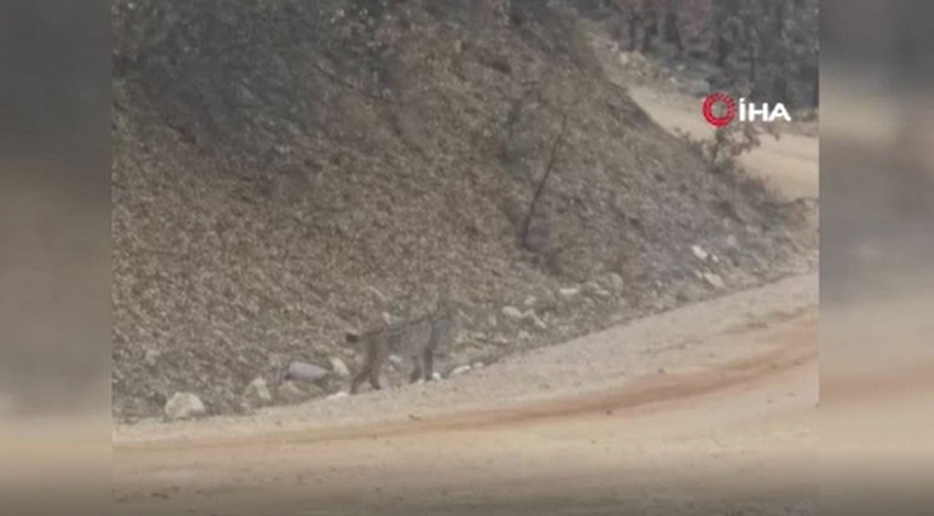 Tunceli'de nesli tehdit altındaki canlı, yol kenarına kadar indi. Çevresine aldırış etmeyen 'ormanın hayaleti' kameralara yakalandı