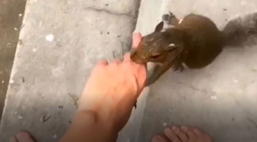 Kendisine yiyecek veren kadını, parmağından yakaladı. Kadını çekiştire çekiştire götürdüğü yeri görenler, manzaraya inanamadı