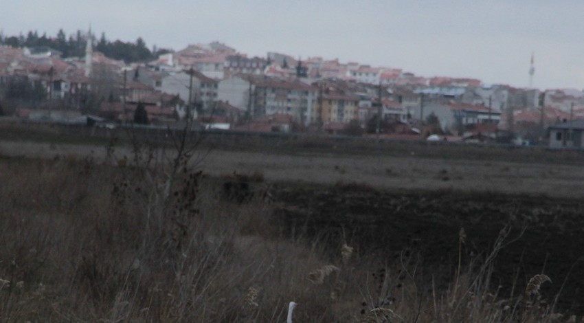 Eskişehir'de kışın ortasında görülen hayvan şaşkınlık yarattı... Boş arazide tek 1 başında dolaşıyordu