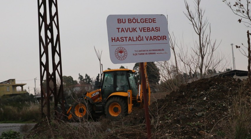 O ilde kuş gribi paniği! Derhal karantinaya alındı