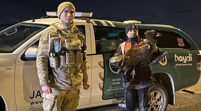 Erzurum'da jandarma ekipleri, doğada bitkin vaziyette buldu. Tedavisi için yetkili ekiplere, teslim edildi