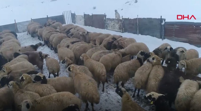 Elazığ'da günün ilk ışıklarıyla dondurucu soğukta mesaiye başlayan göçerler açıkladı. "100 TL versek de gelmiyorlar"