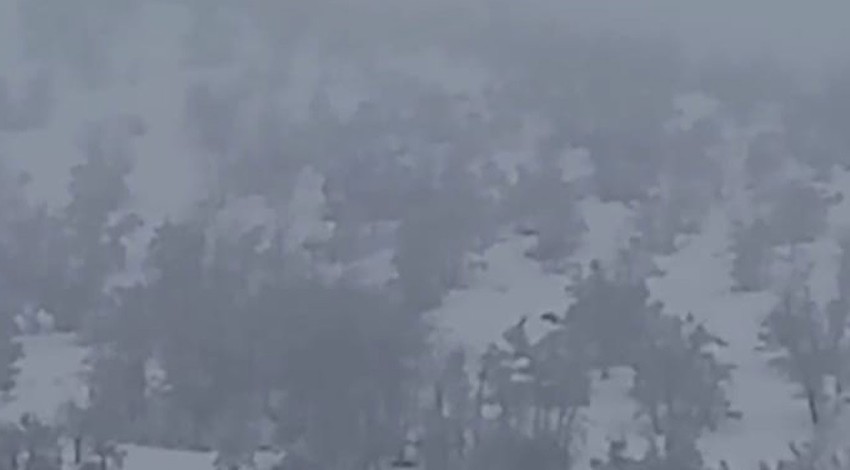 Malatya'da her yeri kar kaplayınca sürü halinde köyde ortaya çıktılar. Tek bir amaçları vardı
