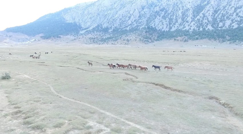 Antalya'da 90 bin dönümlük alanı yurt bilen vahşi canlılar havadan görüntülendi. İlk kez bu kadar kalabalık bir sürüyle görüldü