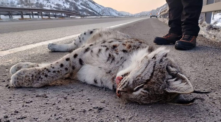 Erzincan-Erzurum karayolunda bulunan Sansa deresinden korkunç haber. Sadece 1 tane 2 tane değil. Değerli hayvanlar teker teker telef oldu